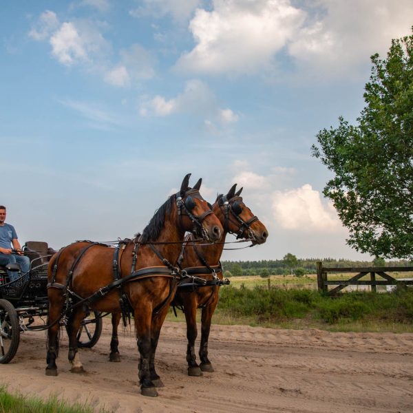 Achelse Koetsier Hamont-Achel Belgie paarden koets