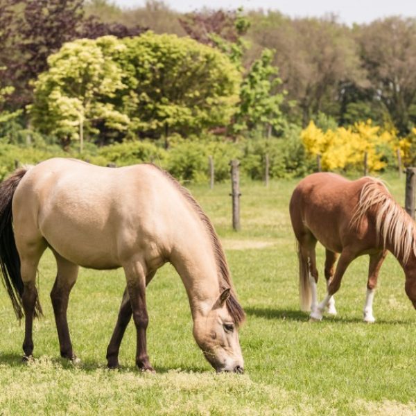 BoksheideBuiten pony rijles Eersel