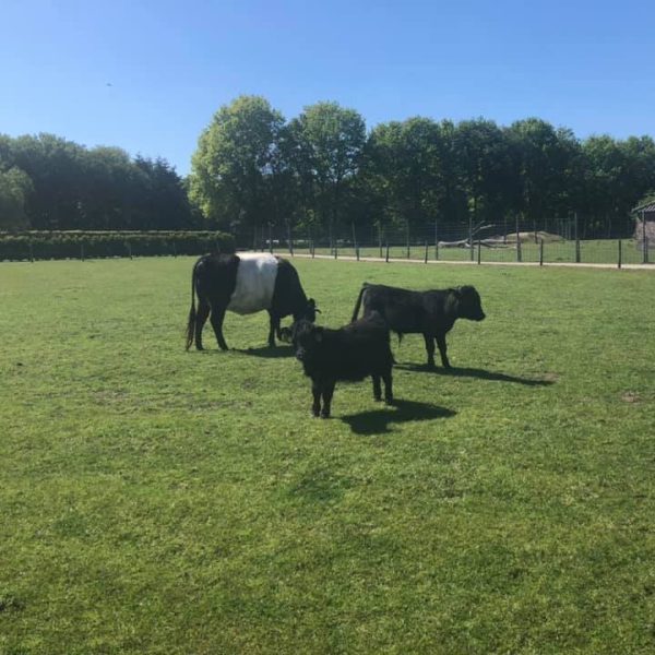 Hollanderhoeve-dieren-in-wei-reusel-kempen