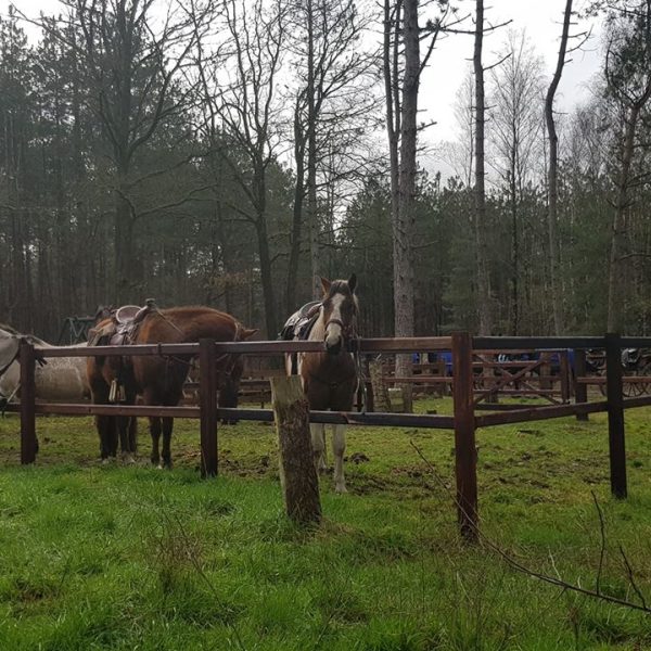 Koperen Teut-Luyksgestel-paardencafe-stalling