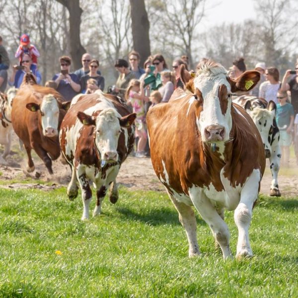 Malpiehoeve-Koeiendans-2020-Valkenswaard