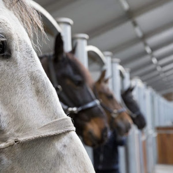 Manege-grand-cafe-Molenberg-Leende-stalling