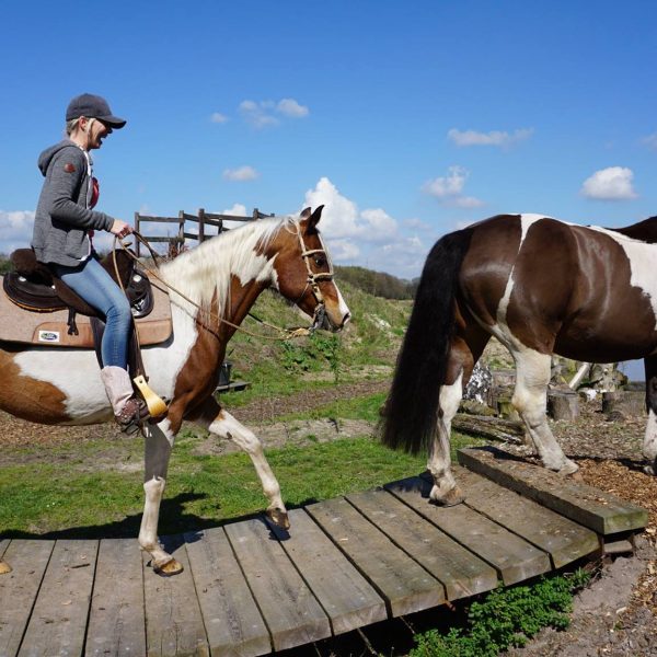 Stal Tilburgs-extreme-mountain-trail-park-paarden