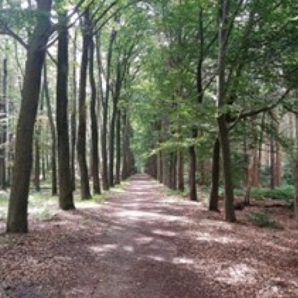 Van dun Heikaant nor de Broek Hilvarenbeek zandpad