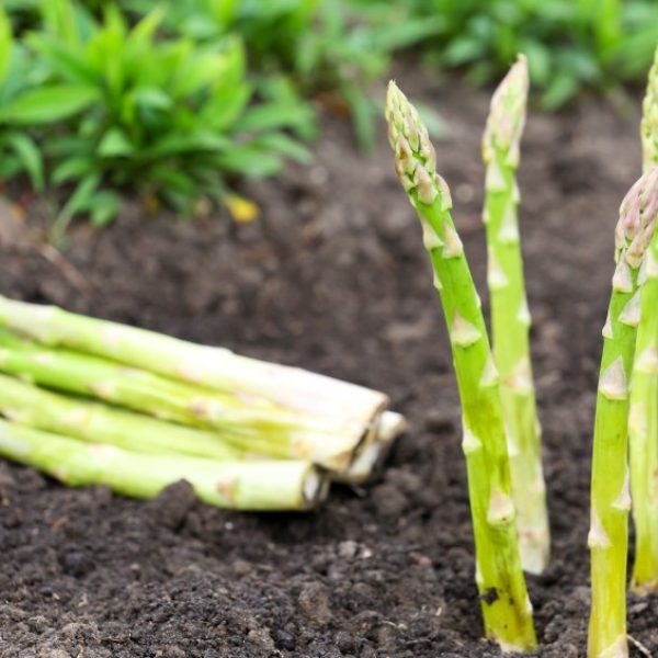 asperges