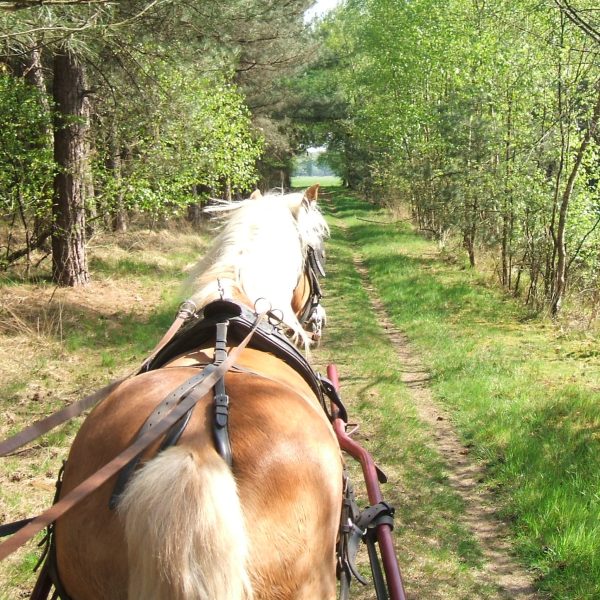 foto's van colinda , sjeezen , bosbrand 009