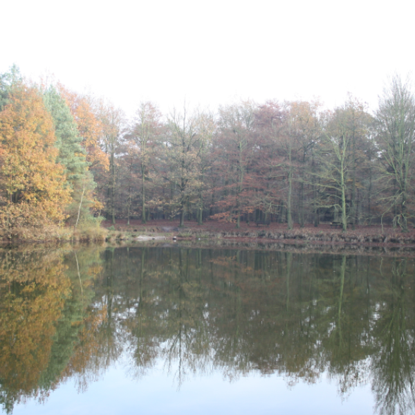 het-laarven-in-de-herfst