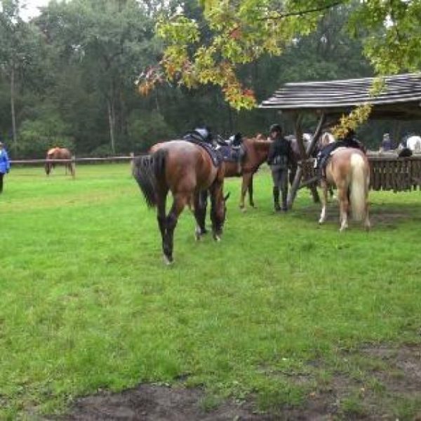 in-den-bockenreyder-paarden-kleine-schuur-landgoed-de-utrecht