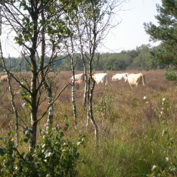 koeien-op-de-cartierheide