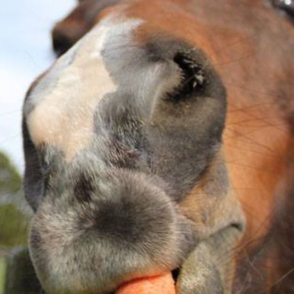 paarden-wortels-pensionstal-de-heibocht-hoogeloon