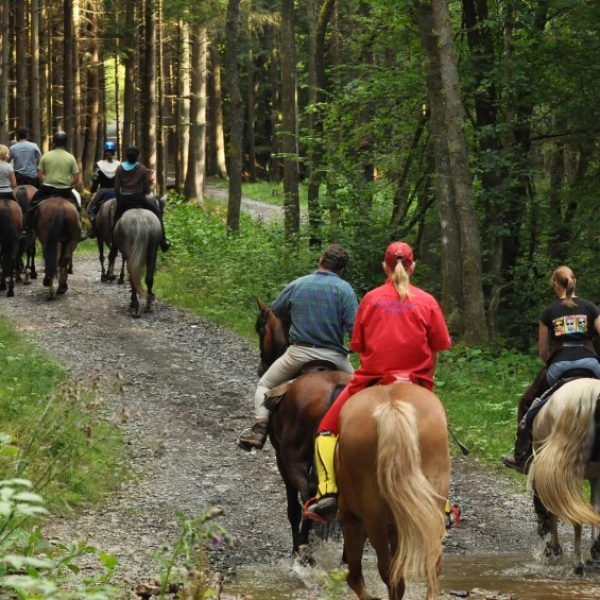 paardrijden+bos+deposit