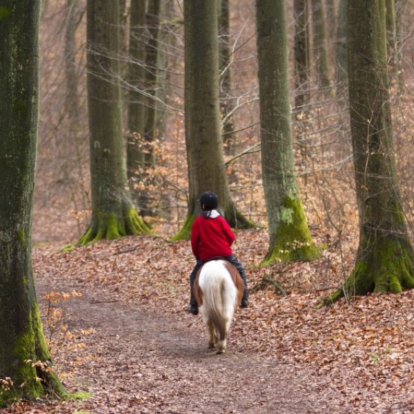 paardrijden+in+bos