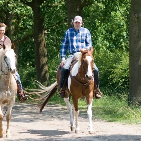 pensionstal+de+paardenteam+esbeek+paarden+6