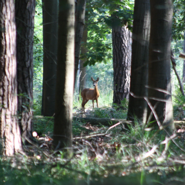 ree-in-het-bos-bij-de-pan