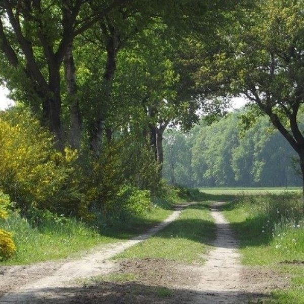 wandelroute-vlasroot-route-door-einderheide