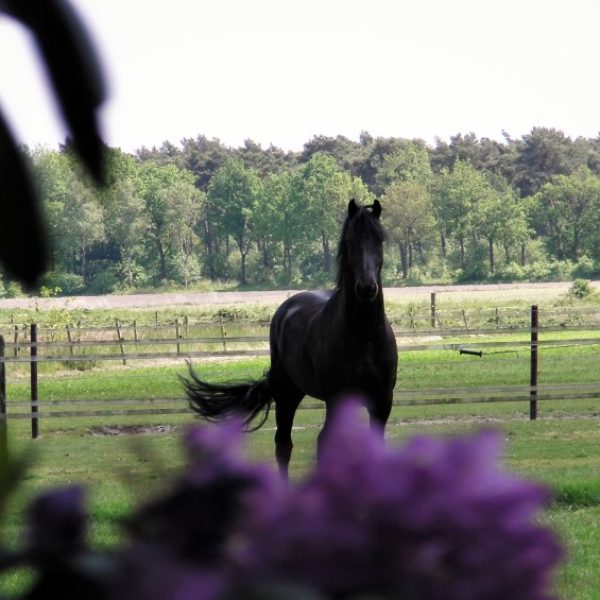 weijergaerde-luyksgestel-paard-wei